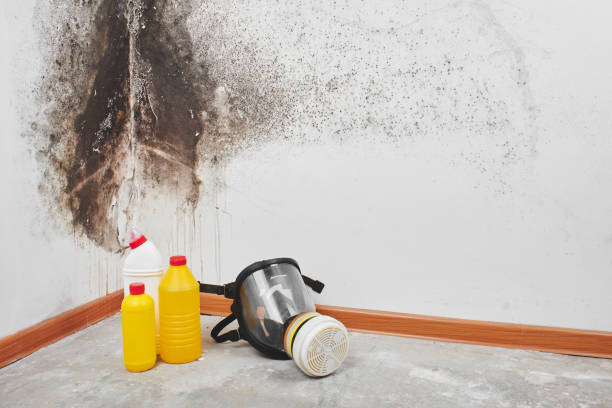 Best Kitchen Mold Remediation in Franklin Park, FL