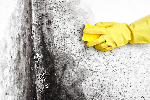 Best DIY Mold Remediation Support Services in Franklin Park, FL