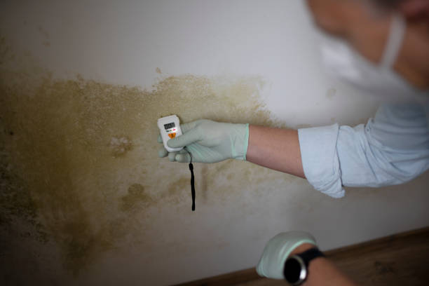 Best HVAC Mold Remediation in Franklin Park, FL